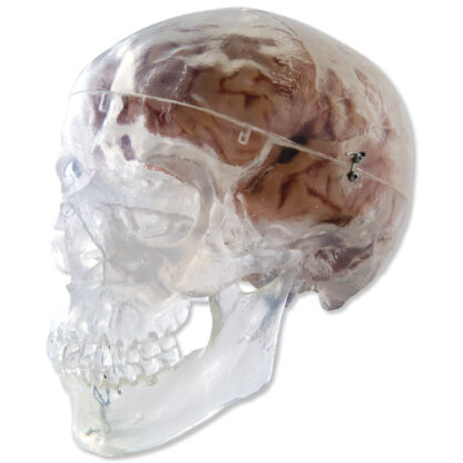 Transparent klassisk hjerneskals-model i 3 dele-7129