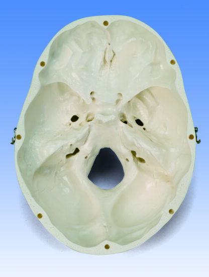 Klassisk hjerneskal Model, 3 dele-7116