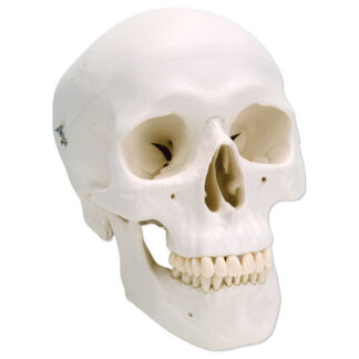 Classic Skull, 3-part