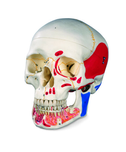 Klassisk hjerneskal Model med åben underkæbe, 3 dele, malet-7134