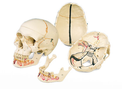 Klassisk hjerneskal model, med åben underkæbe, i 3 dele-7132