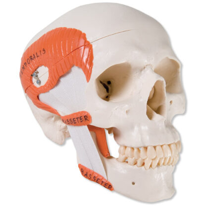 Functional Skull withMasticator Muscles, 2-part