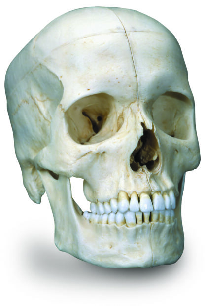 BONElike™ human knogle kranie model, i 6 dele-7151