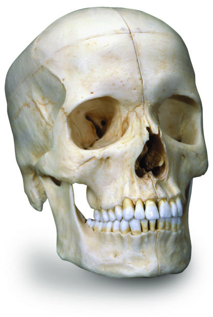 BONElike™ human knogle kranie model, i 6 dele-7150