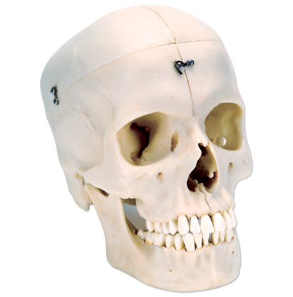 3B Scientific® System Skull -Bony Skull, 6-part