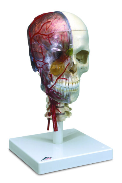 BONElike ™ hjerneskal Model, Half Transparent & Half Bony-Komplet med Hjerne og Vertebrae-7157