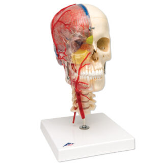 3B Scientific® System Skull -Didactic Deluxe Skull, 7-part