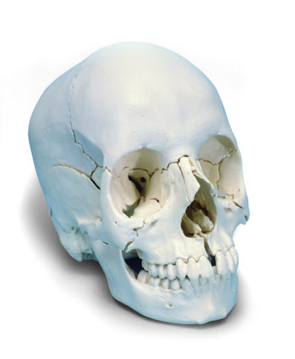 Sektionsopdelt voksent menneske Kranie Model - Anatomisk Version, 22 dele-7166