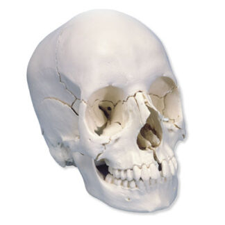 Skull KitAnatomical Version, 22-part