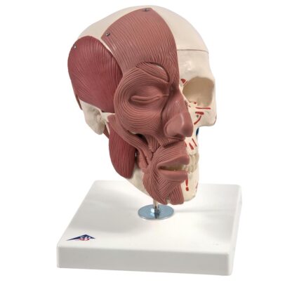 Kranie model med ansigtsmuskulatur-0