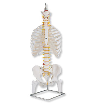 Classic Flexible Spine withribs and femur heads