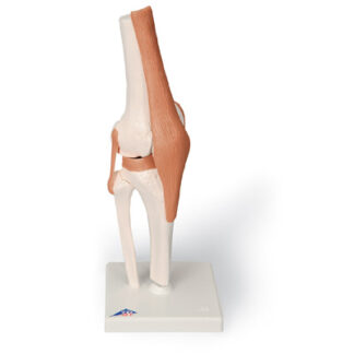Functional Knee Joint
