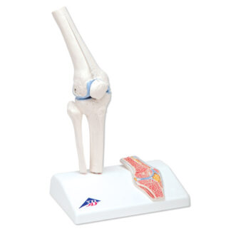 Mini Knee Joint with crosssection