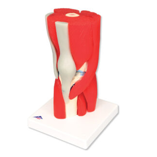 Knee Joint, 12-Part