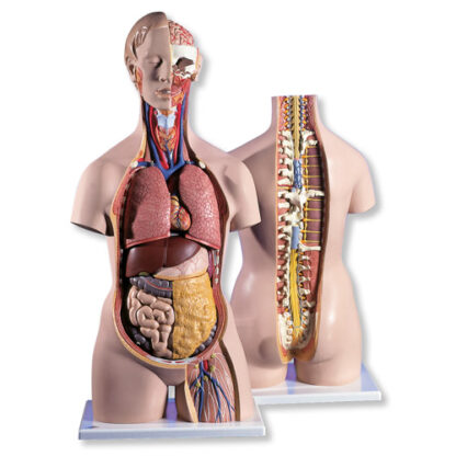 Klassisk unisex torso med åbnet nakke og ryg, 18-dels-0