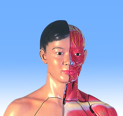 naturlig-størrelse Dual Sex Asian Human figur, 39-del-7383
