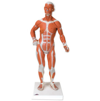 Muscular Figure, 1/3life-size, 2-part