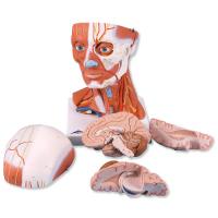 Anatomiske modeller