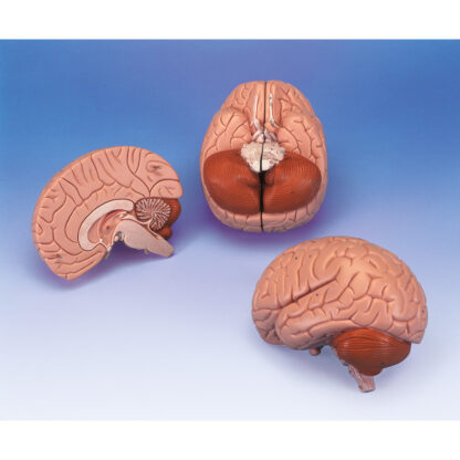Hjerne Model, 2 dele-7409