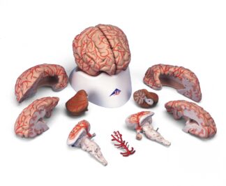 Hjerne med arterier, 9 dele-0