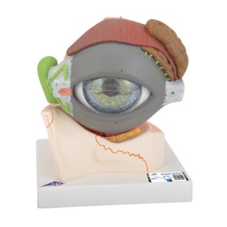 Human Eye Model, 5 times full-size, 8 part - 3B Smart Anatomy