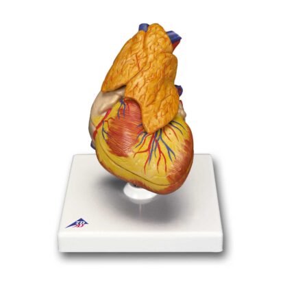 Klassisk hjerte model med Thymus, 3 dele-7479
