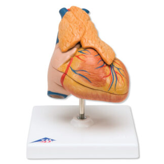 Klassisk hjerte model med Thymus, 3 dele-0