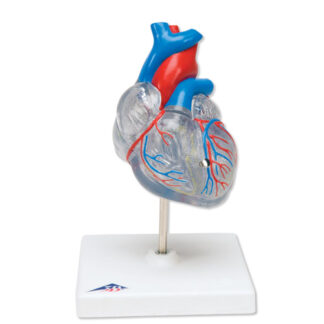 Klassisk hjerte model med ledningssystem, 2 dele-0