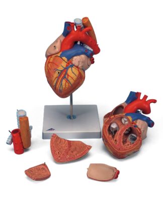 Hjerte model med spiserør og luftrør, 2 gange naturlig størrelse, 5 del-0