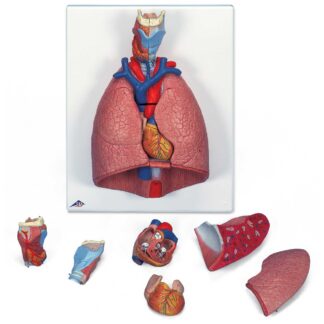 Lunge-modeller