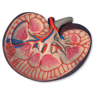 Basic Kidney Section, 3 timesfull-size