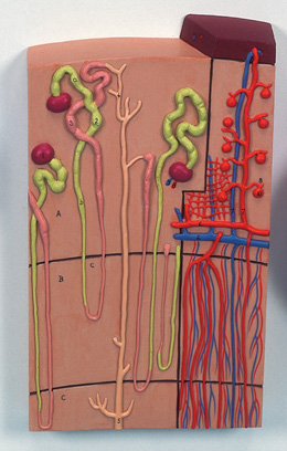Nephrons and Blood Vessels,120 times full-size