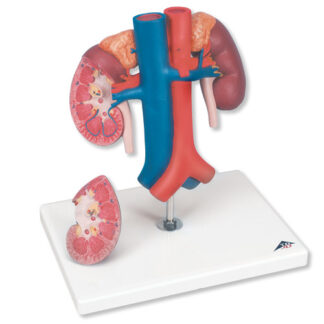 Kidneys with vessels, 2-part