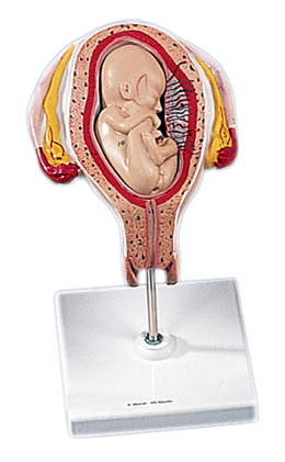 4th Month Foetus, transverselie
