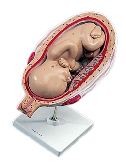 7th Month Foetus