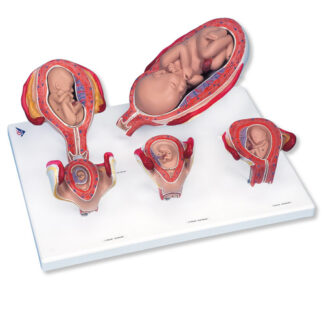 3B Scientific® PregnancySeries, 5 Models