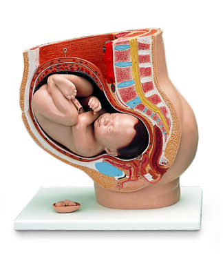 Graviditets- og fødselsundervisning