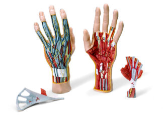 Arm og hånd skelet-modeller