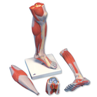 Lower Muscled Leg with Knee,3-part