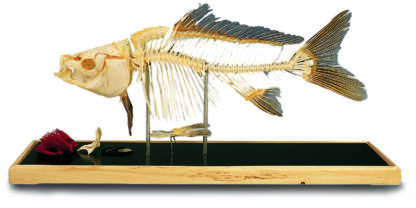 Fisk skelet - Karpe (Cyprinus carpio)-8215