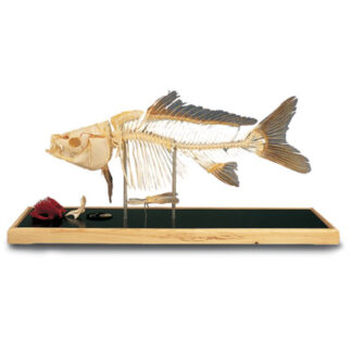 Fish skeleton - Carp(Cyprinus carpio)
