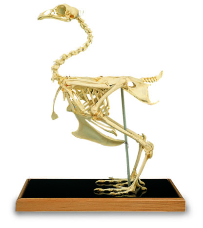 Kylling skelet (Gallus gallus)-8217