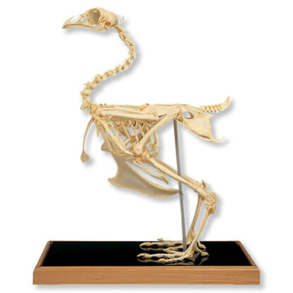 Kylling skelet (Gallus gallus)-0