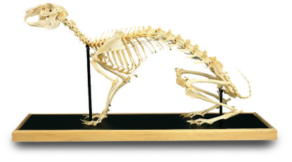 Hare skelet ( Lepus europaeus )-8221
