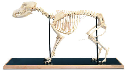 Dog Skeleton (Canisdomesticus)
