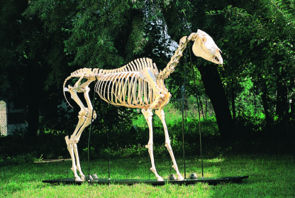 Hest skelet ( Equus caballus )-8228