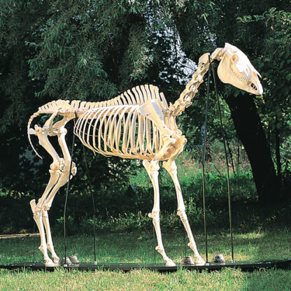 Horse Skeleton (Equuscaballus)