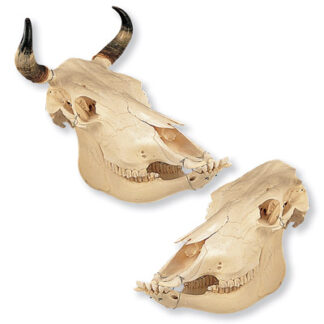Cow Skull (Bos taurus)