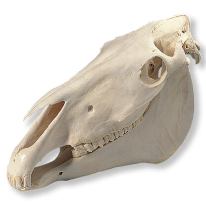 Horse Skull (Equus caballus)