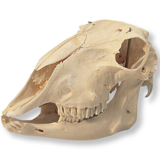 Sheep Skull (Ovis aries)